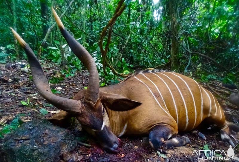 Bongo Hunting Cameroon the most challenging hunt
