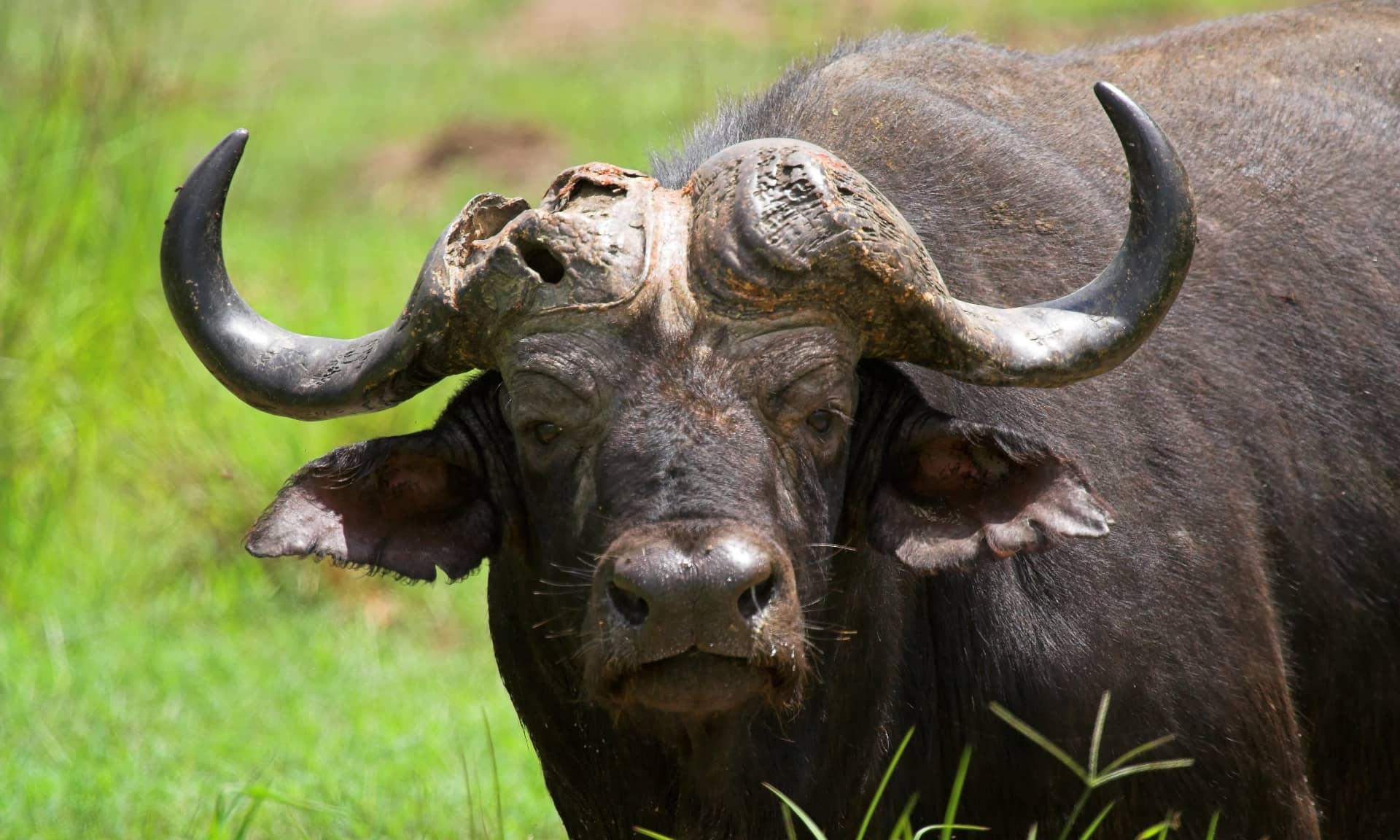 Cape buffalo hunting in Africa Black Death