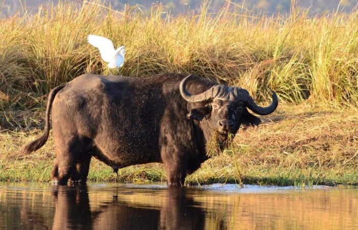 Buffalo Hunting Africa Safaris Packages