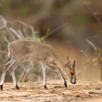 Common Grey Duiker Hunting Africa South