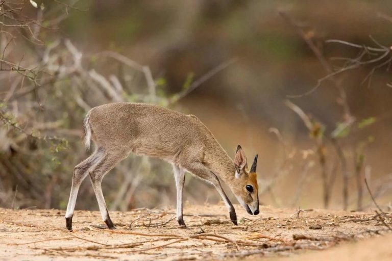 Common Grey Duiker Hunting Africa South